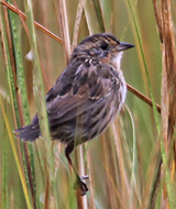 Saltmarsh Sparrow juvenile